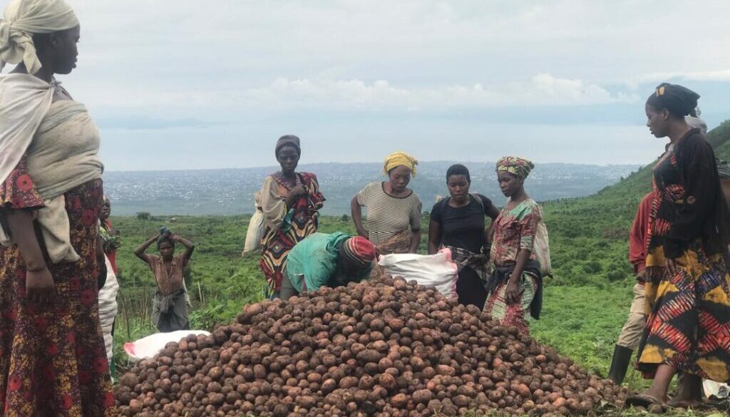 IRS_Recolte pomme de terre_Nyiragongo
